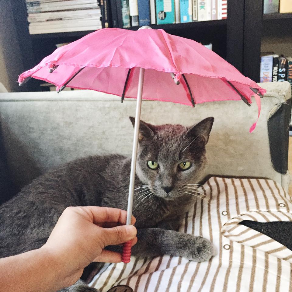 iconocat mary poppins