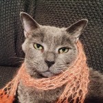 iconocat ponette